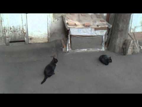 tempter cats-მაცდური კატები